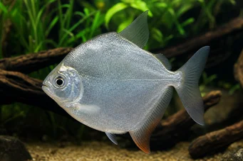 Metynnis hypsauchen Métynnis з великими головами