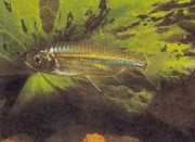 Micralestes acutidens Африканська тетра з гострими зубами