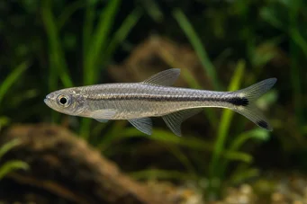 Micralestes elongatus Конічний африканський тетра