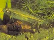 Micralestes humilis Африканська тетра з червоними плавниками