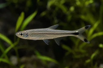 Micralestes humilis Африканська тетра з червоними плавниками