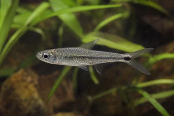 Micralestes occidentalis Західна африканська тетра