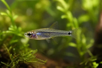 Microrasbora kutobai Зелений неоновий