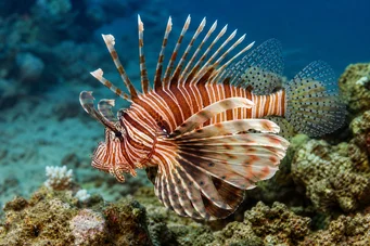 Milles de pterois Риба скорпіона