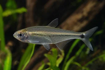 Mimagoniates lateralis Tetra-Glande з забороненими сторонами