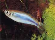 Mimagoniates microlepis Невеликі ваги тетра-барберос