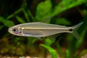Mimagoniates microlepis Невеликі ваги тетра-барберос