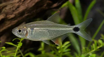 Moenkhausia oligolepis Moenkhausia з червоними очима