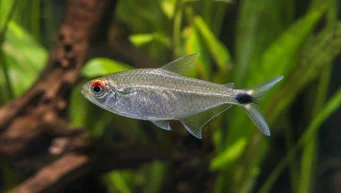 Moenkhausia sanctaefilomenae Moenkhausia з червоними очима