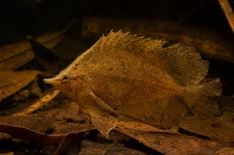Monocirrhus polyacanthus Пожежник