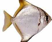 Monodactylus argenteus Місячна риба