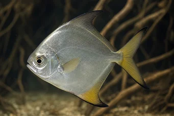 Monodactylus argenteus Місячна риба