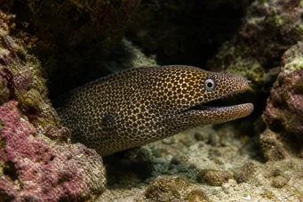 Muraena lentiginosa Мураена lentiginosa