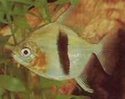 Myleus schomburgkii Schomburgk myleus, Black Bar Myleus