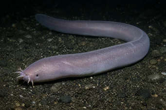 Myxine glutinosa Поширений myxine