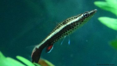 Nannobrycon eques Олівець