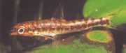 Nannocharax fasicatus Seybold nannocharax