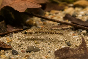 Nannocharax parvus (Велика смуга нанохаракс)