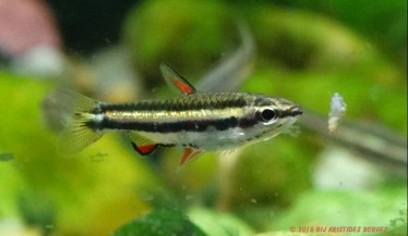 Nannostomus marginatus Карликова ол�...