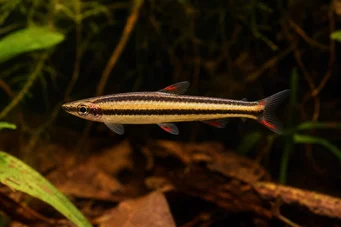 Nannostomus marginatus (Карликова олівська риба)