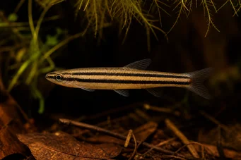 Nannostomus trifasciatus (Три -діапазон олівця)
