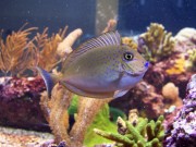 Naso Lopezi Струнка naso