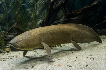 Neoceratodus forsteri (Австралійський Діпнеуте, Барраманда Ост.)