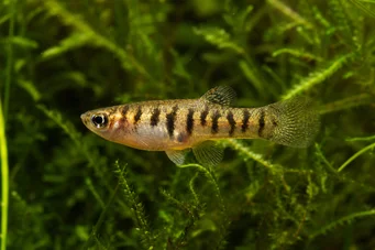 Neohaterandria elegans (Елегантна гетериндія)