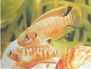 Neolamprologus brevis Бривіс