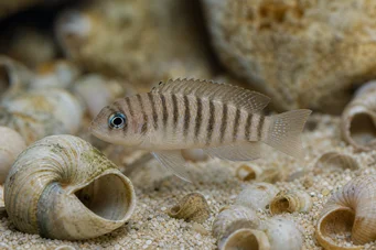 Neolamprologus multifasciatus (Смугастий ламплолог)