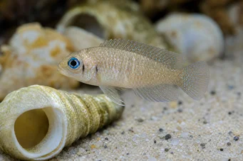 Neolamprologus ocellatus (Окелат)