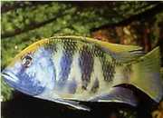 Nimbochromis venustus Вентуст, пави...