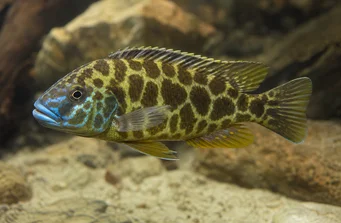 Nimbochromis venustus (Вентуст, павичі)