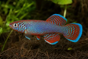 Nothobranchius rachovii (Рахов Ноттобранш)