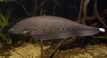 Notopterus afer (Розпалювати)