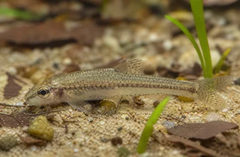 Odontocharacidium aphanes Одонтохаракідій