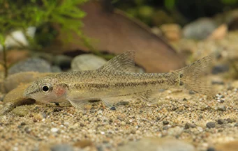 Odontocharacidium sp. aff. aphanes Зелений карликовий тетрагер
