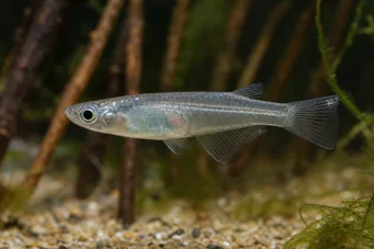 Oryzias melastigma Кіллі з Яви