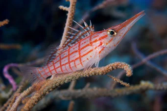 Oxycirrhites typus Шотландці