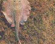 Paratrygon orbicularis Орбікулярна �...