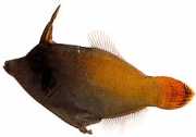 Pervagor melanocephalus Риба з червон...