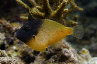 Pervagor melanocephalus (Риба з червоно хвостом)