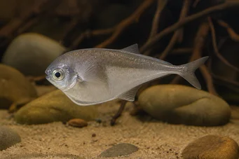 Petrocephalus bovei