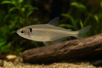 Phenacogaster pectinatus (Pectinatus, Golden Band Tetra)