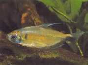Phenacogrammus ansorgii Tetra du congo de ansord