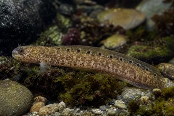 Pholis gunnellus (Гоннель)