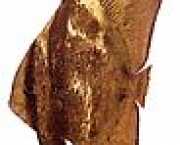 Platax orbicularis Орбікулярна �...