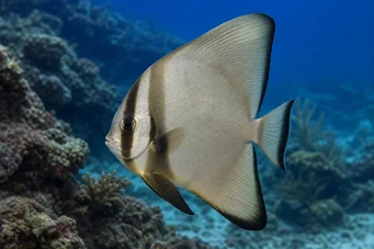 Platax orbicularis (Орбікулярна кажана риба)