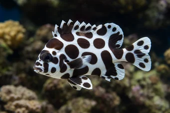 Plectorhinchus chaetodonoides (Арлекінська діаграма риба)