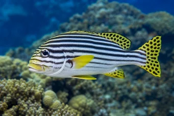 Plectorhynchus orientalis Східний гатерин